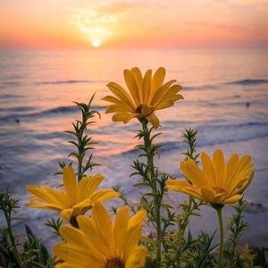 Meet your Posher, Samira